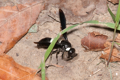 Photo of  female potter wasp collecting mud