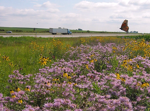 Photo of wildflowers growing along a highway