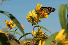 Photo of butterfly on a daisy