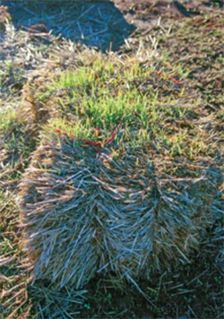 Photo of bale of hay