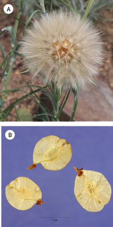 Photo of plant seeds adapted for wind or gravity dispersal