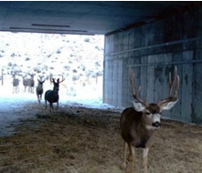 Photo of Mule deer using an underpass
