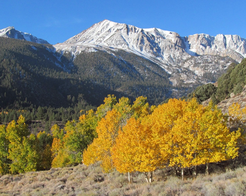 Photo of mountains and Aspen trees in the foreground