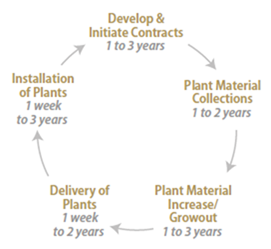 Flowchart showing planning process for plant material procurement