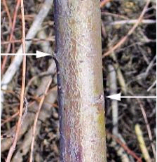 Photo of a tree with buds