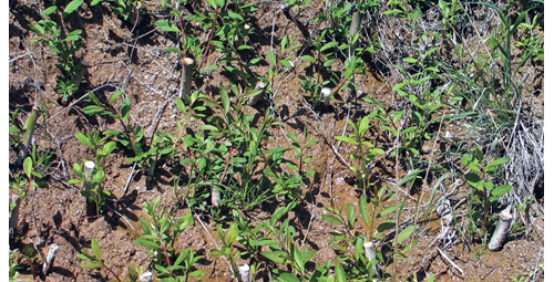 Photo of Hand-stuck cuttings