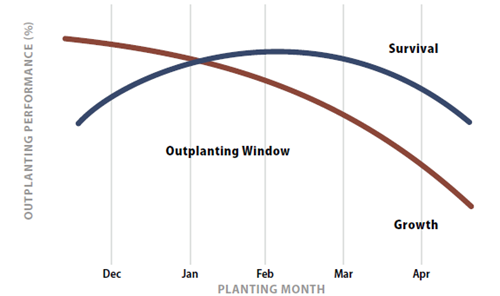 graph showing Outplanting window