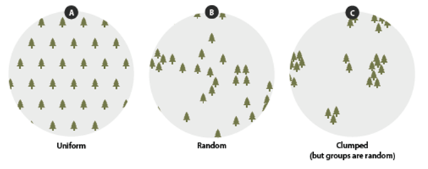 Illustration showing 3 different planting patterns (A,B,C)