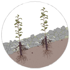 Illustration of plants integrated into a stone wall