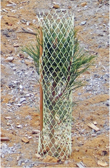 Photo of plant in rigid netting