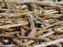 Photo of Long-fibered mulches