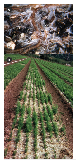 Photo of Mycorrhizal fungi and host plants 