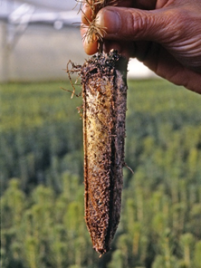 Photo of Ectomycorrhizae fungi visible on roots 
