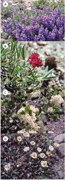 Photo of Nitrogen-fixing plants 