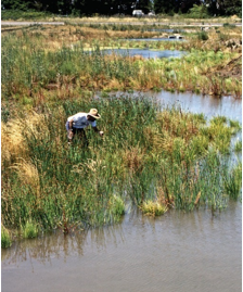 Photo of wetlands 