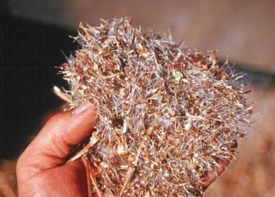 Photo of wild collected seed 