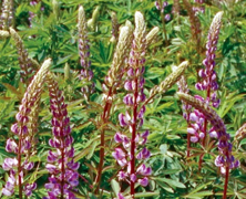 Photo of purple lupine 