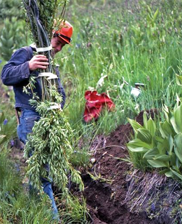 Photo of a person harvesting actively growing material