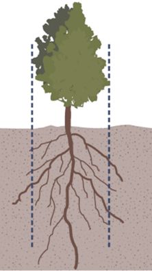 Illustration of root ball