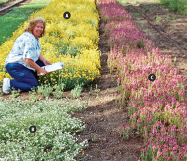 Photo of a woman amidst flowers in a nursery