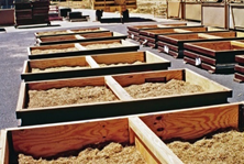 Photo showing a recently harvested seedlot in drying trays
