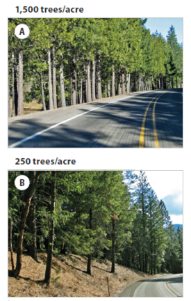 Photo A of dense plantings, Photo B of less dense plantings