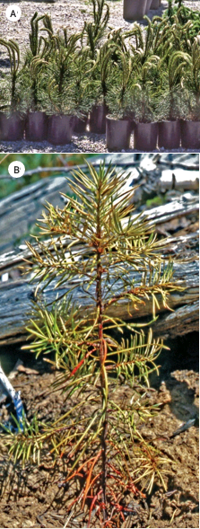 Two photos of pine seedlings