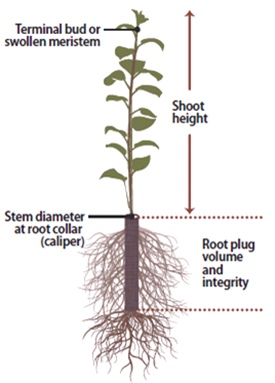 Illustration of seedling grading criteria