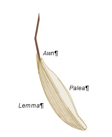 Illustration of parts of grass