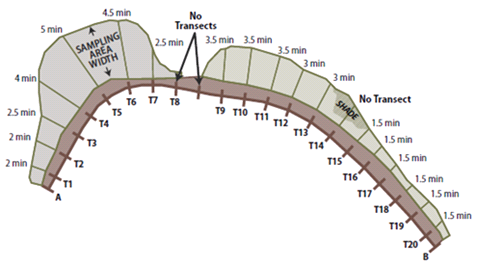 Illustration of transect layout on roadsides for Bee Abundance monitoring procedures