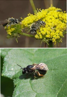 Photos of bees on flower (A) and leaf (B)
