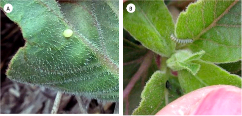 Photos of Monarch butterfly eggs (A) and caterpillars on plants (B)