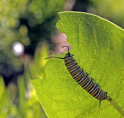 Photo of caterpillar eating milkweed leaves