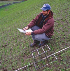 Picture of a fixed frame for measuring soil cover