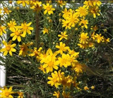 Photo of Oregon sunshine flowers