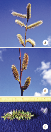 Three photos of willows described above 