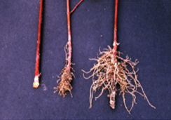 Photo of plant roots in various stages of growth