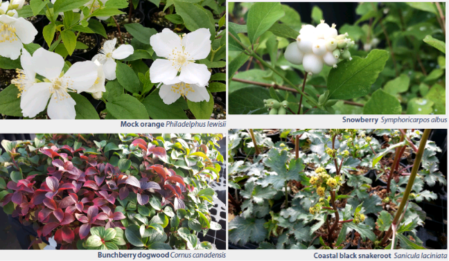 Four photos of flowers as described above