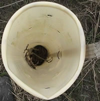 view down plastic tube used to protect the plant within while being established