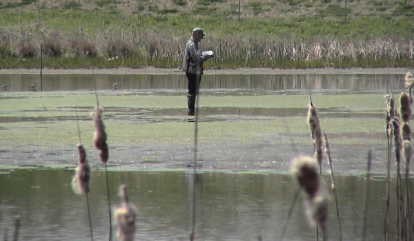 man in waders standing in wetland pond taking notes