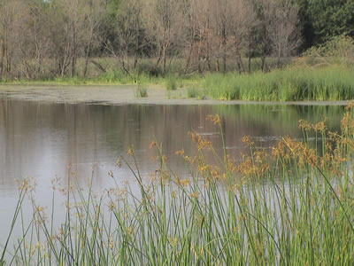 pond with wetland habitat