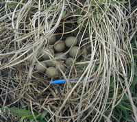 bird eggs in nest