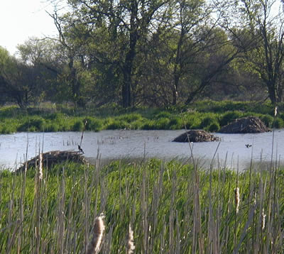 photo of beaver/muskrat houses in pond