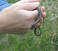 small snake in person's hands