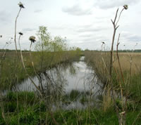 vegetation growing in wetland area