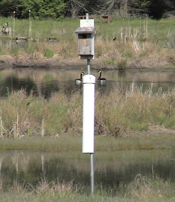 photo of bluebird box on pole with anti-squirrel device at edge of pond with 2 geese in background