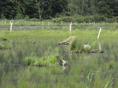photo shows wetland with a lot of vegetation