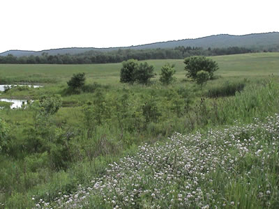 photo of field, marsh, and ponds