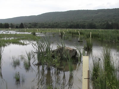 pond with wetland vegetation being established