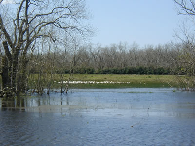 photo of coastal bottomlands